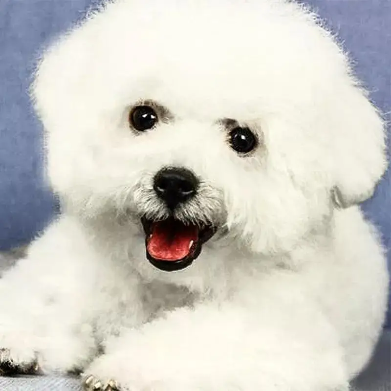 

New 5D Lovely White Crystal Bixiong Diamond Painting DIY Diamond Painting Embroidery Home Decoration Diamond Mosaic Gift