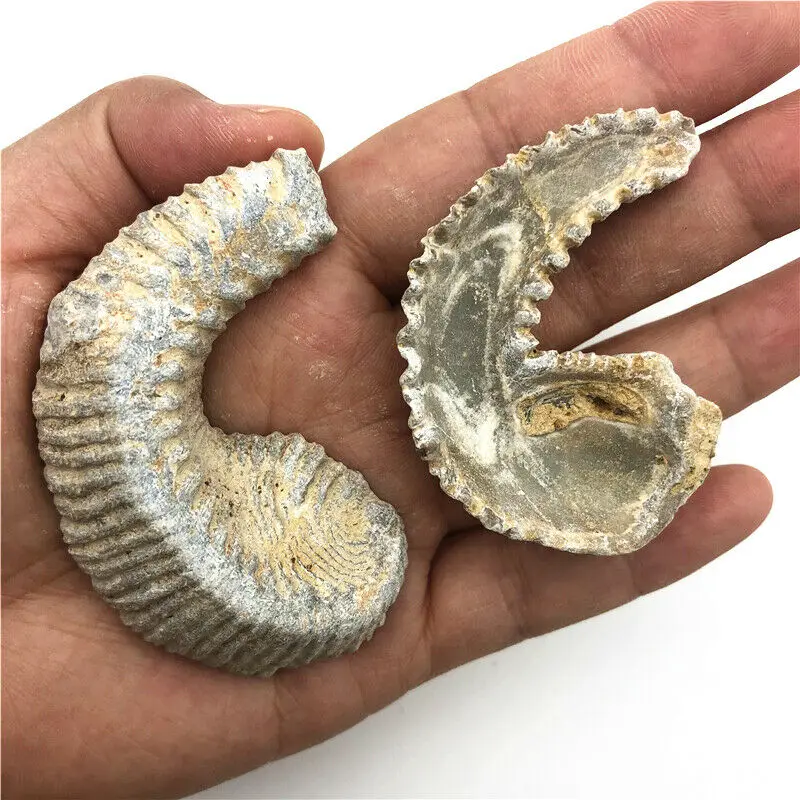 Оптовая продажа 1 шт. натуральные образцы устриц полуобрезанные минеральные