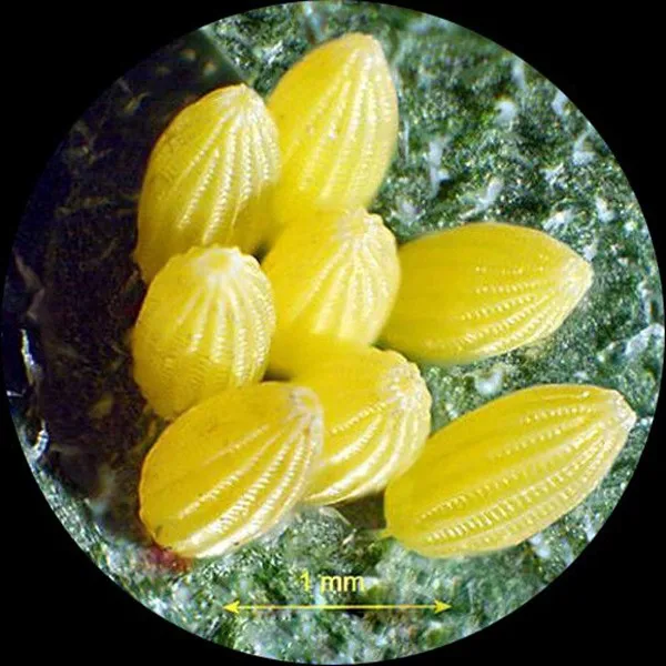 7X 45X черный Тринокулярный Стерео микроскоп с зумом на одной руке стрела Стенд + 144