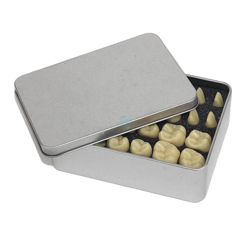 Dental Lab 5:1times Simulation Teeth Teaching Model Simulated Particle |