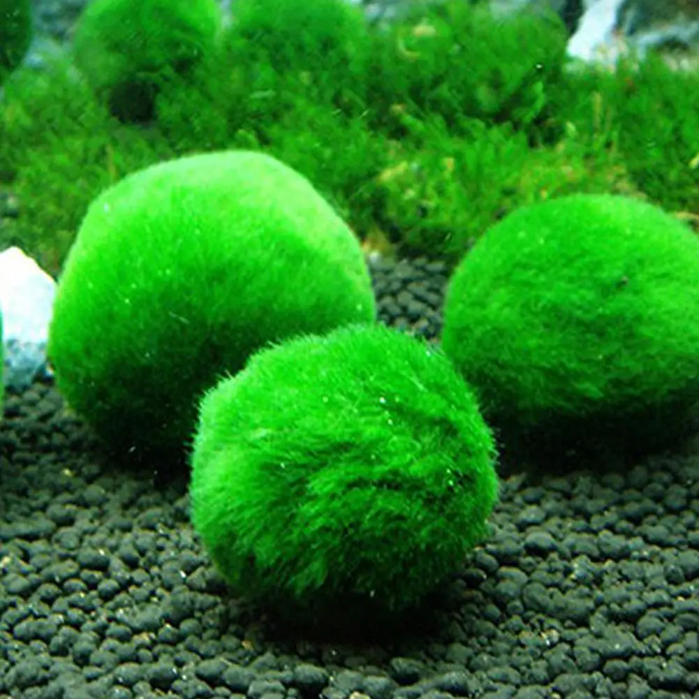 Живой зеленой шарик из морской водоросли моделирование растений в аквариуме