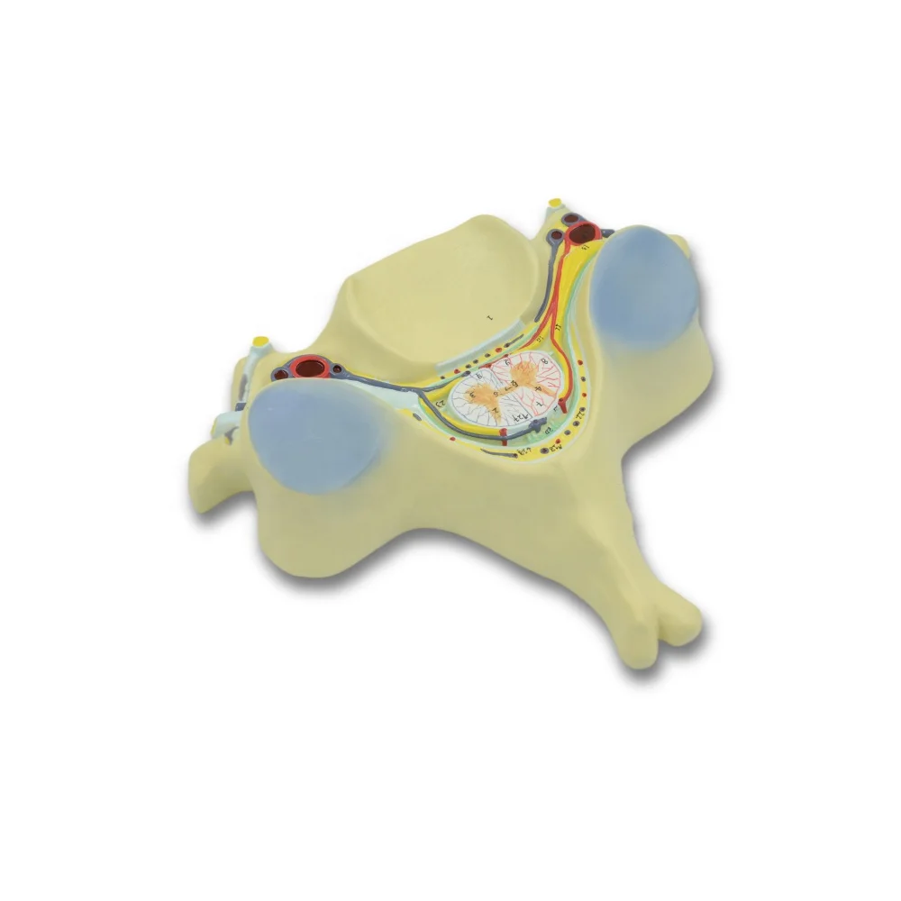 Fifth Cervical Vertebra Model Spinal Cord and Spinal Nerve Zoom In Model 7X Life Size Human Anatomy Human Anatomy Nerve Model