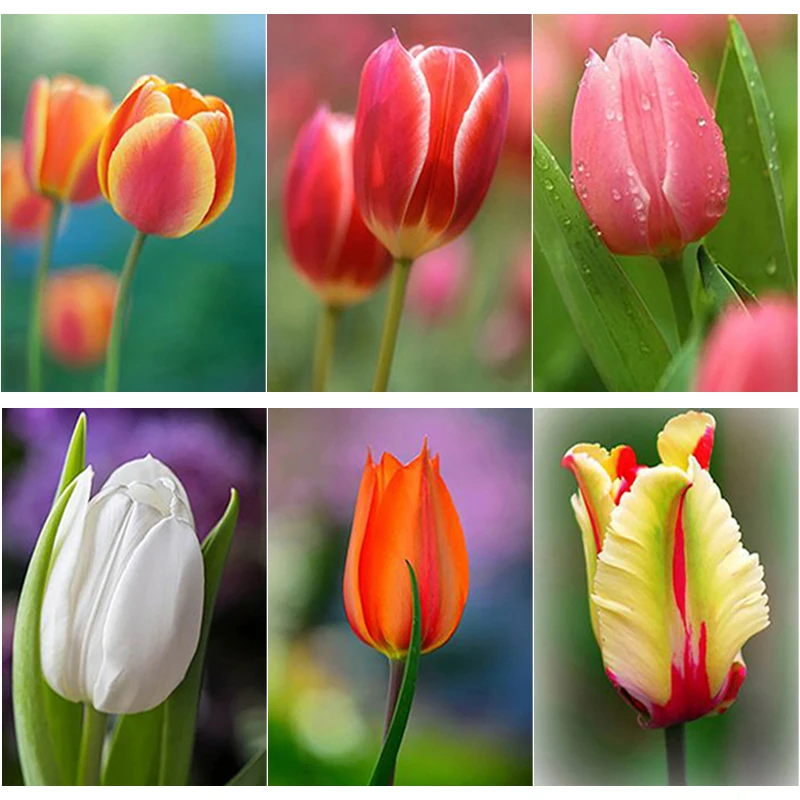 

New 5D DIY Diamond Painting Flower Cross Stitch Full Square Round Drill Tulip Diamond Embroidery Crafts Home Decor Manual Gift