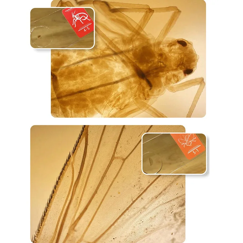 Tanie Uniwersalne Zestawy Obiektywów Mikroskopowych 400X Dla IPhone 11 12 13 Pro Max MINI Z Baterią LED Przesyła światło 400X Obiektyw Optyczny DH