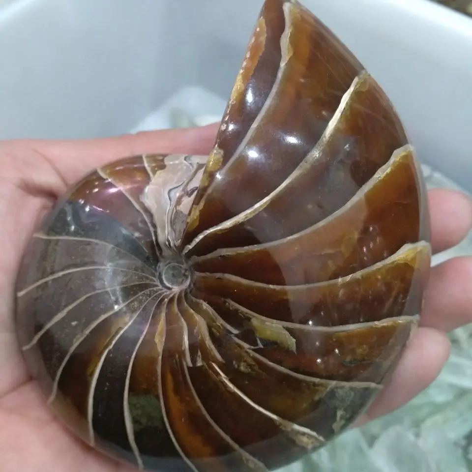 

Natural Pearly Nautilus Fossil Ammonite Specimens Fossil From Madagascar