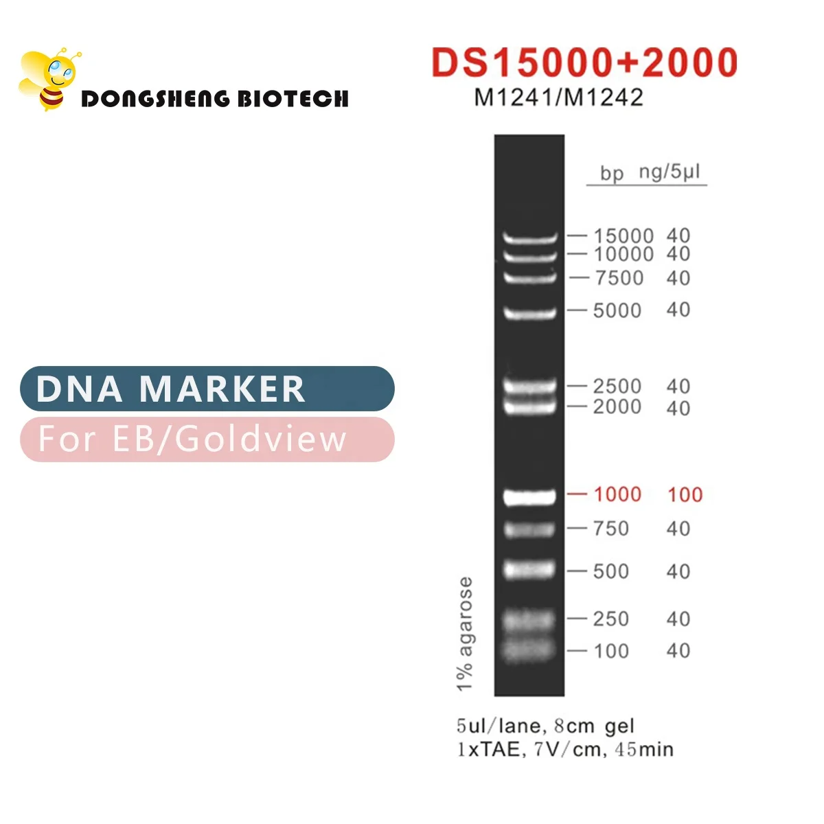 

ДНК-маркер DS15000 + 2000, 100bp-15000bp, M1242 50ugx5
