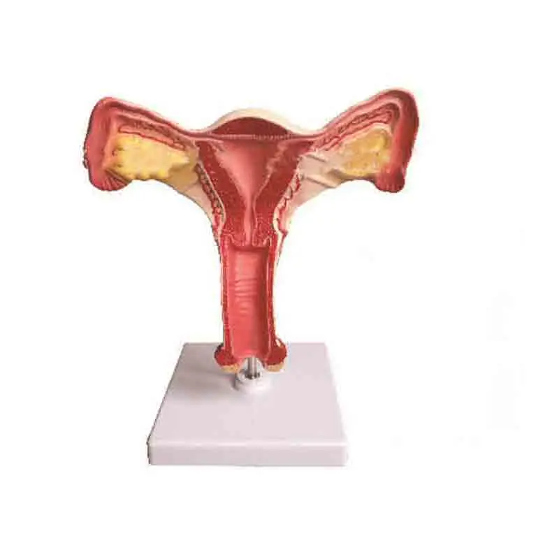 

SMD0685 Uterine anatomy model