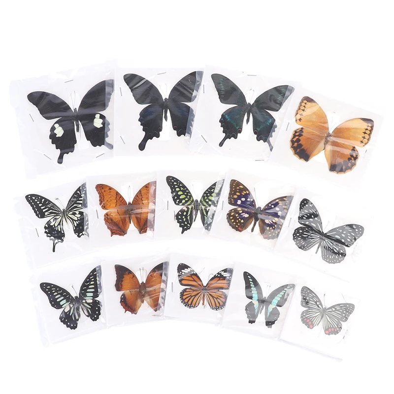 

1pc Random Butterfly Specimen Folded Real Insects Wholesale Butterfly Specimen