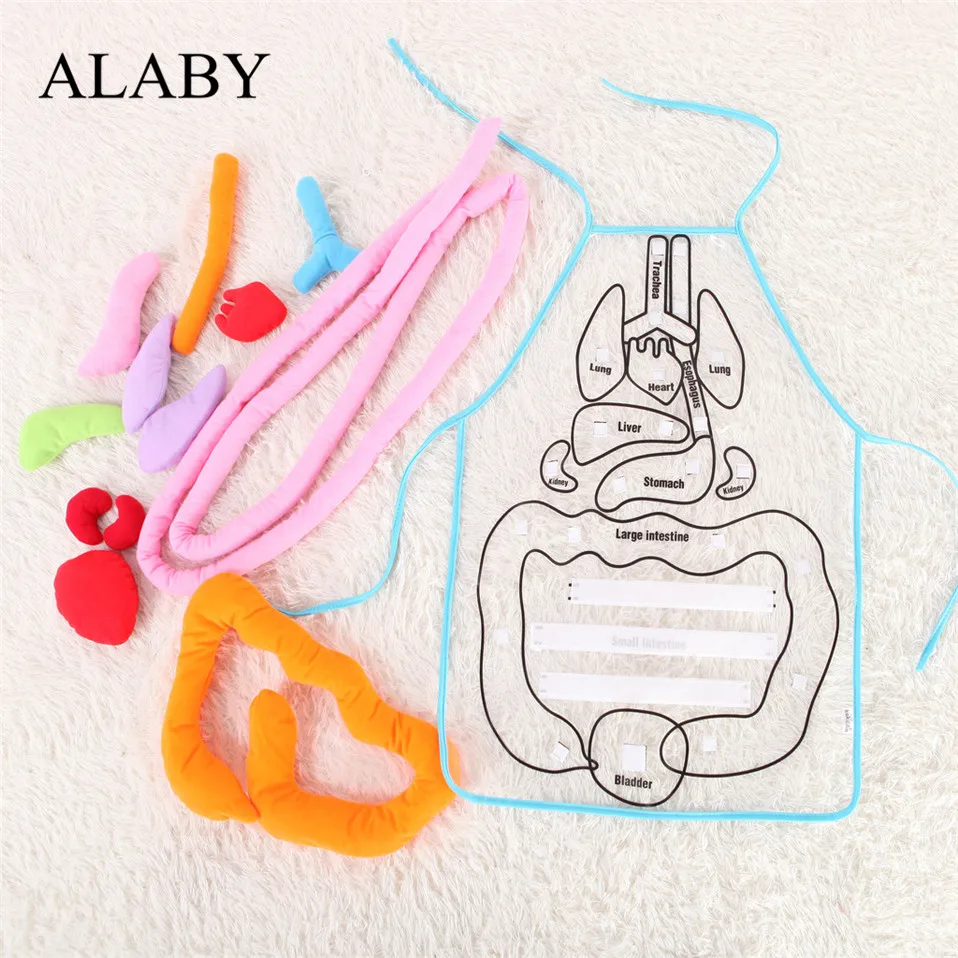 

Educational Toys Insights Toy Anatomy learn Apron Alaby Human Body Organs Awareness Preschool Science Home School Teaching Aids