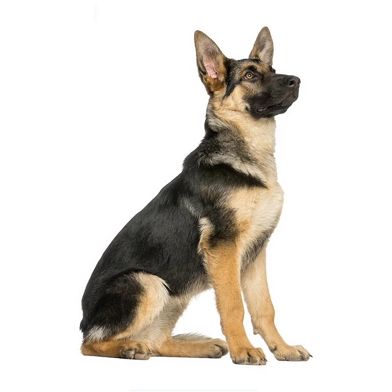 

German Shepherd on Board Car Stickers Funny Sticker Auto Decals KK14*6cm