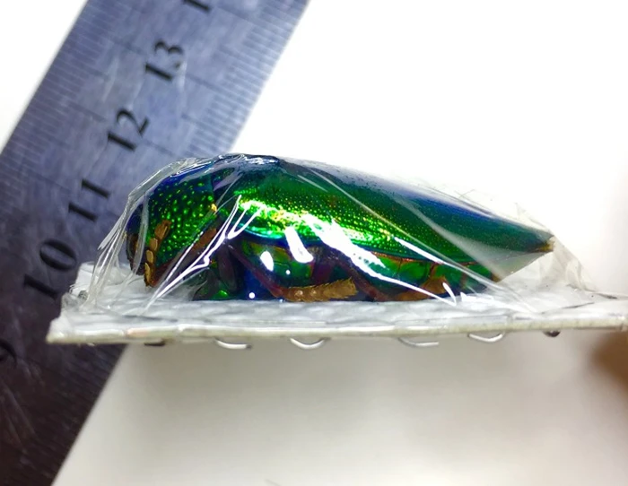 

1 pcs Real Jewel Beetle specimen Sternocera aequisignata Gemini elliptica Educational Teaching / Natural Specimen Decoration