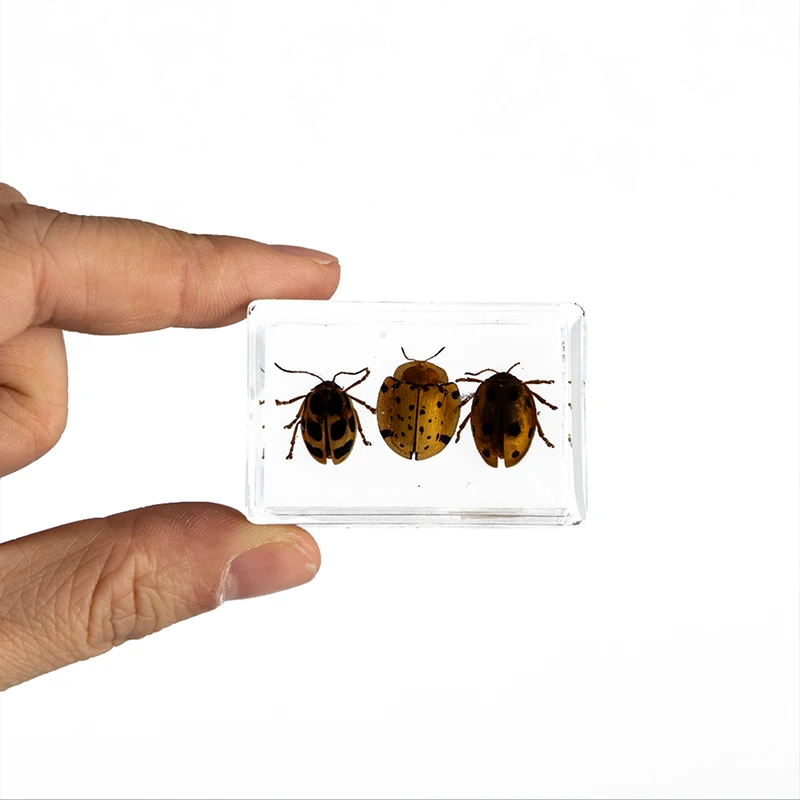 Лидер продаж 1 шт. образец божьей коровки Scarab в прозрачной смоле обучающий