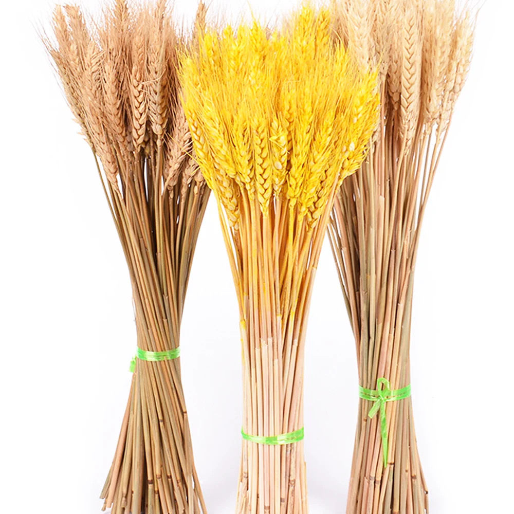 

Bulrush Natural Dried Small Pampas Grass Phragmites Artificial Plants Wedding Flower Bunch for Home Decor Fake Flowers