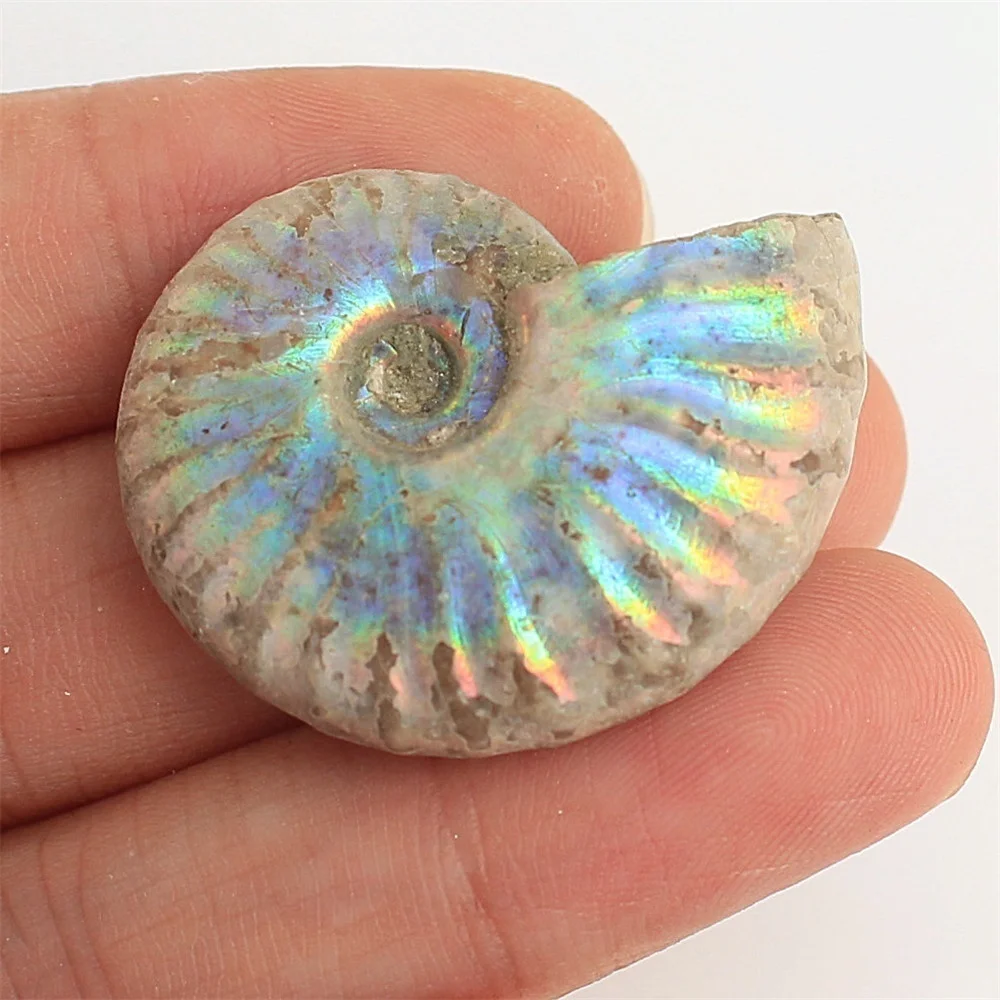 1pc Natural Immemorial Ammonite Fossil Shell Colorful Collection Diy Mineral Specimen Healing | Дом и сад