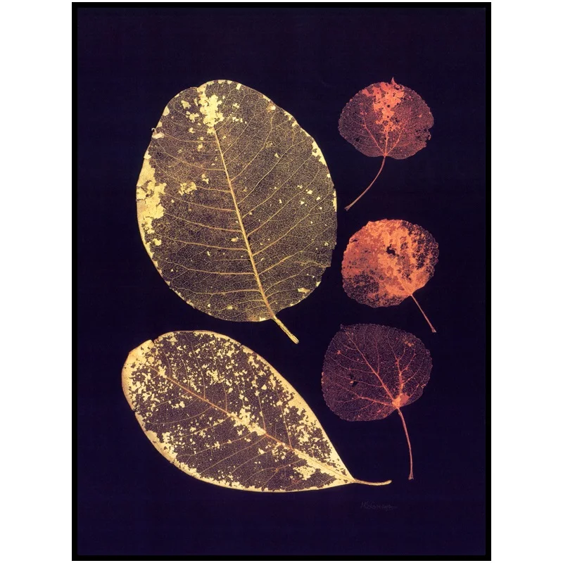 

Nordic Modern Style Contracted Abstract Transparent Leaves Posters Canvas Pictures For Living Room Home Decor Painting Unframed