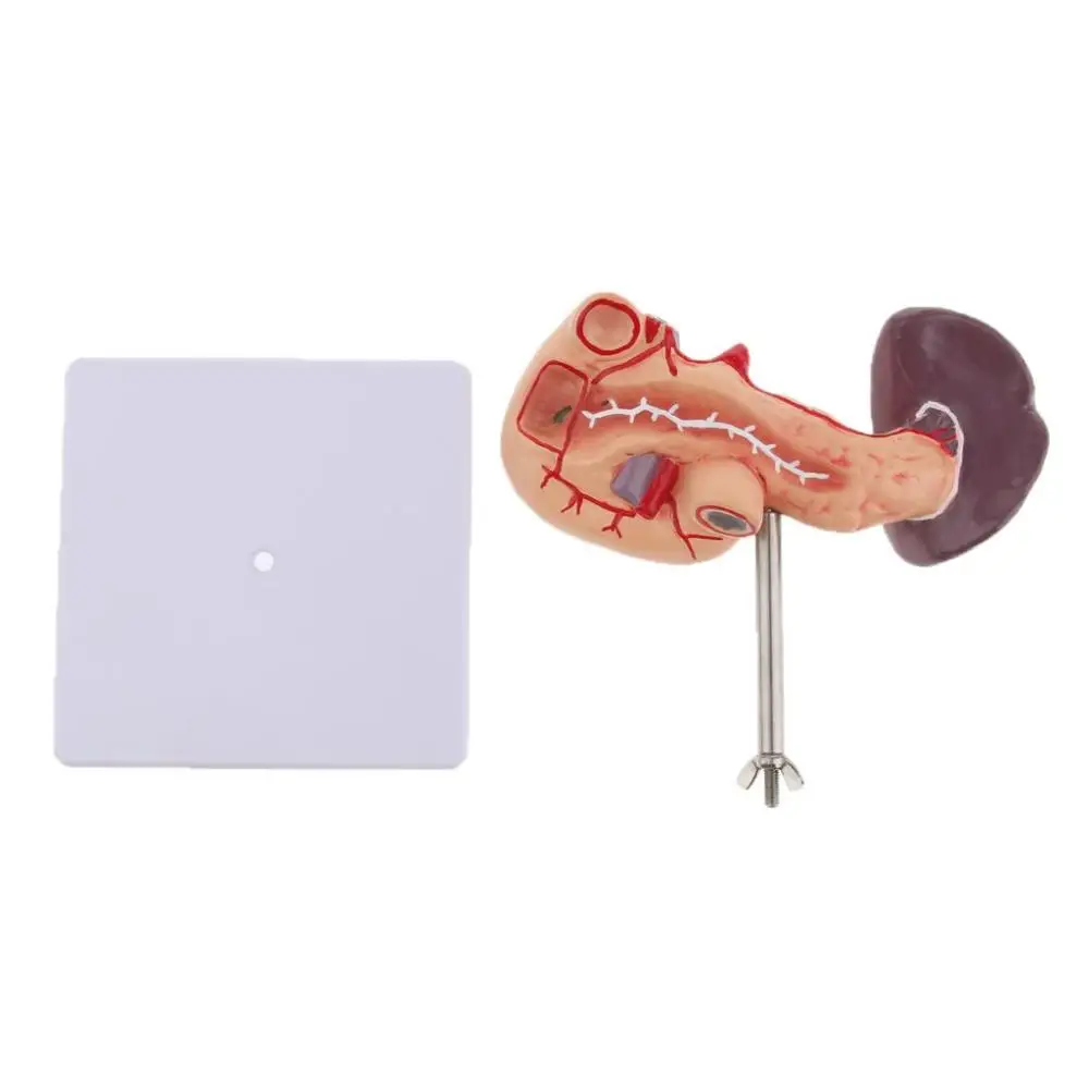 LifeSize анатомическая человеческая поджелудочная железная селезенка модель