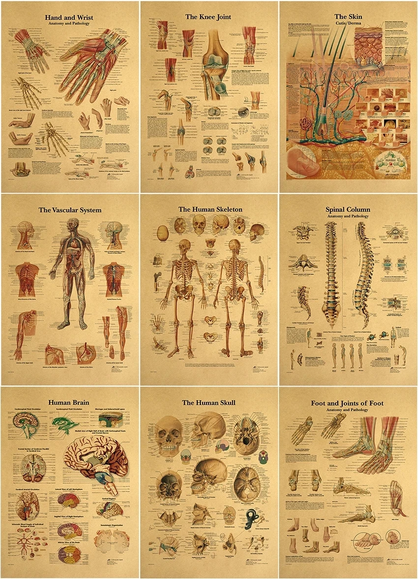

The human body muscular system Structure HD Vintage Paper Poster Bar Home Decor Retro Kraft Paper Painting