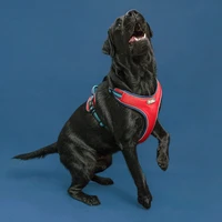 small large dog harness breathable mesh nylon tenacity dog leash running walk train soft adjustable vest collar hand strap