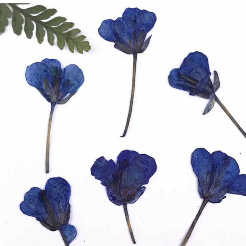 Натуральные прессованные настоящие цветы канолы 12 шт./компл. сушеные для поделок