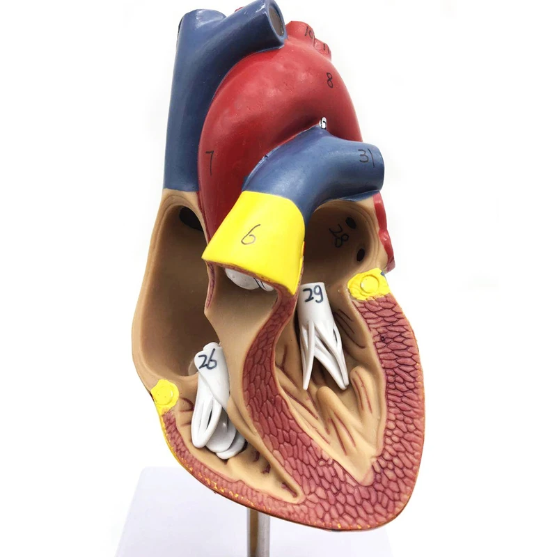 

1: 1 Human Heart Model, Anatomically Accurate Heart Model Life Size Human Skeleton Anatomy For Science Classroom Study Display T