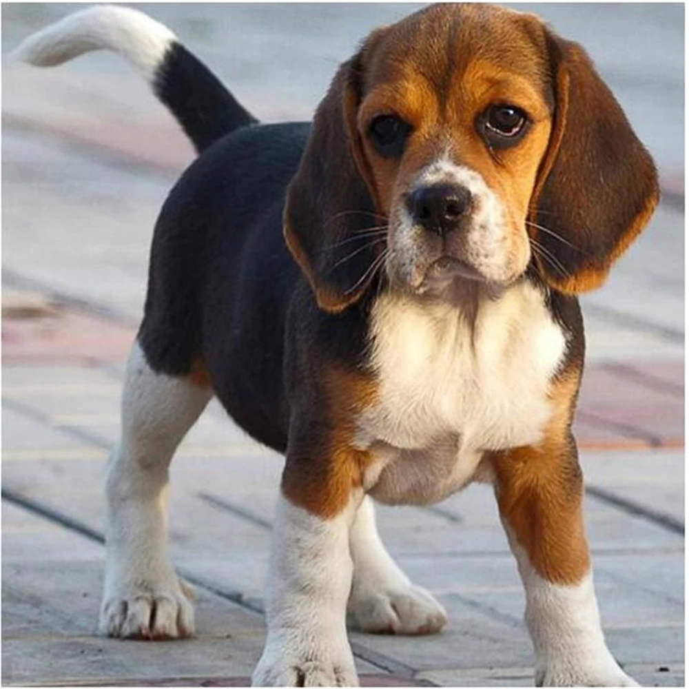 

Вышивка крестиком 11CT с изображением собаки и Бигля