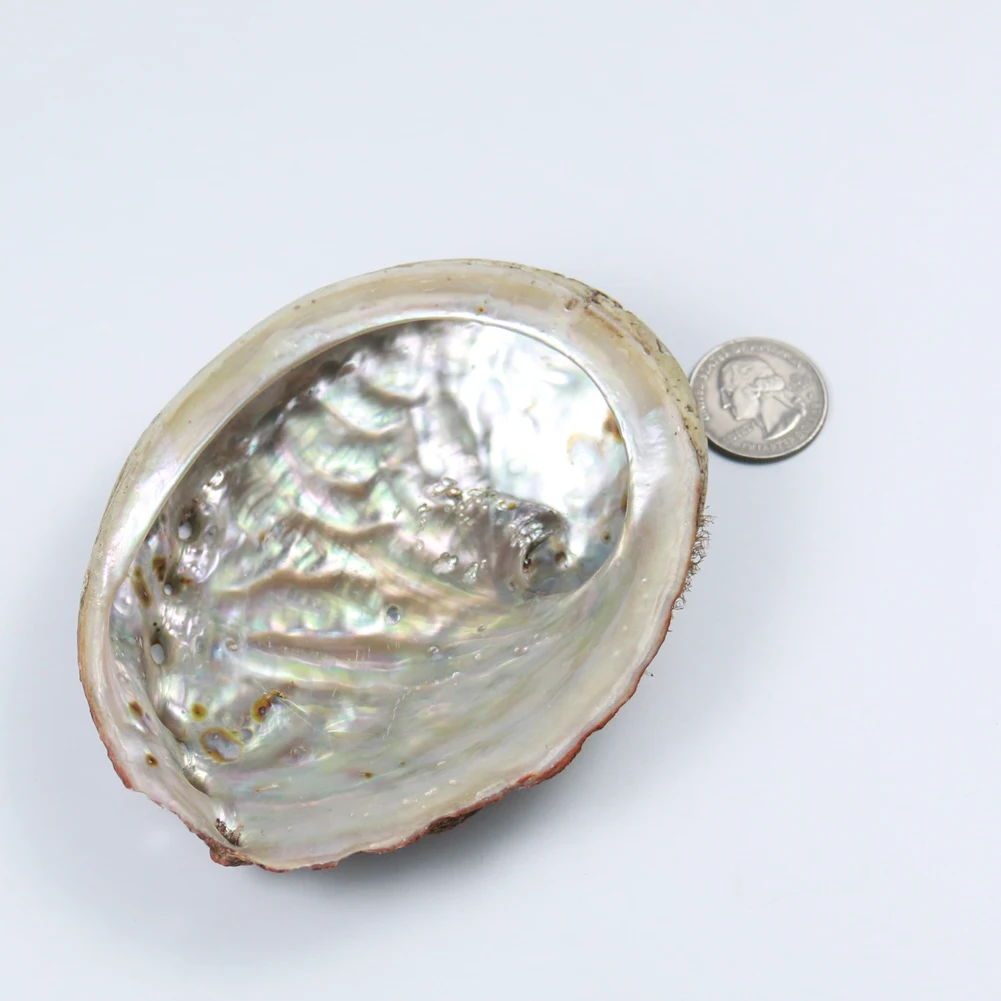 Натуральные ракушки из абалона украшение для дома аквариума ландшафта коробка