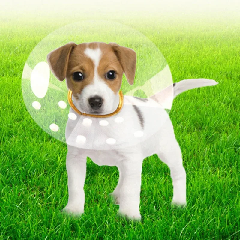 

Pet Gold Edge Circle Elizabeth Bite Resistant Circle