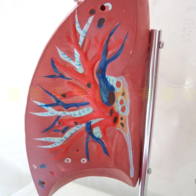 Модель анатомии легких модель человека обучающая специальная для легочного