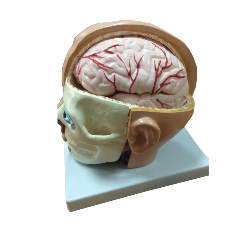 Модель медицинской анатомической головы с мозговой артерией | Канцтовары для