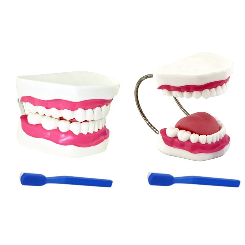 

Iatrical School Necessities Human Teeth Model Preparations for School Days