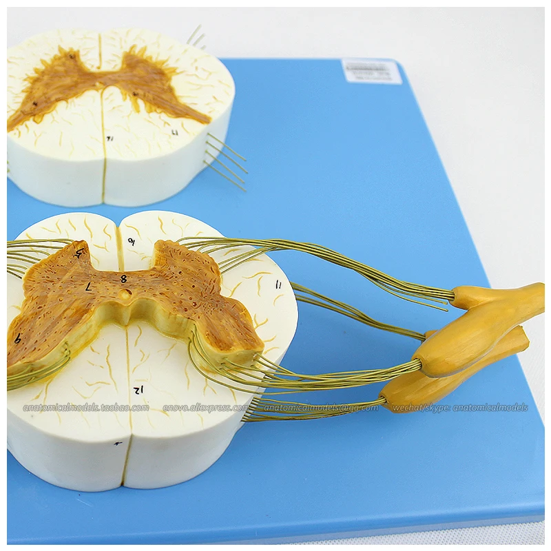 

12397 / Human Anatomy of Spinal Cord and Nerves, Medical Science Educational Teaching Anatomical Models