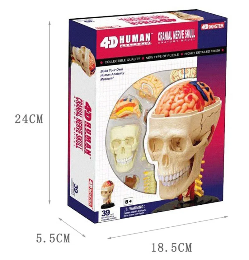 

4d master puzzle Skull Assembling toy human body organ anatomical model medical teaching model