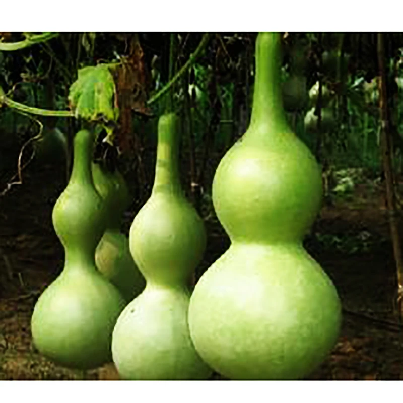 DEOUNY натуральная Тыква кукукурбит калабаша плоская фляжка для спирта карманная