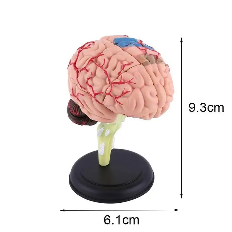 4D Disassembled Anatomical Human Brain Model Anatomy Teaching Tool Statues Sculptures School Use Dropship | Дом и сад