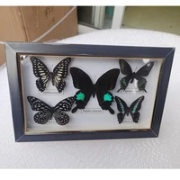 1 set of 5pcs exquisite butterfly specimen photo frame craft gift home decoration decoration home decoration