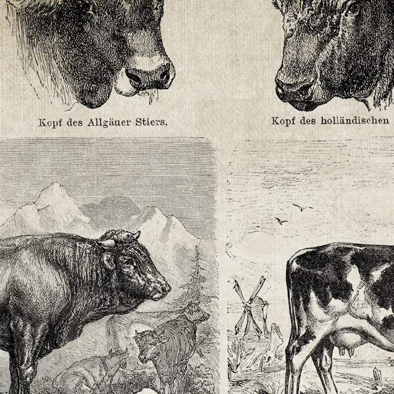 Картина на холсте Ферма с изображением старинных пород коровы винтажная