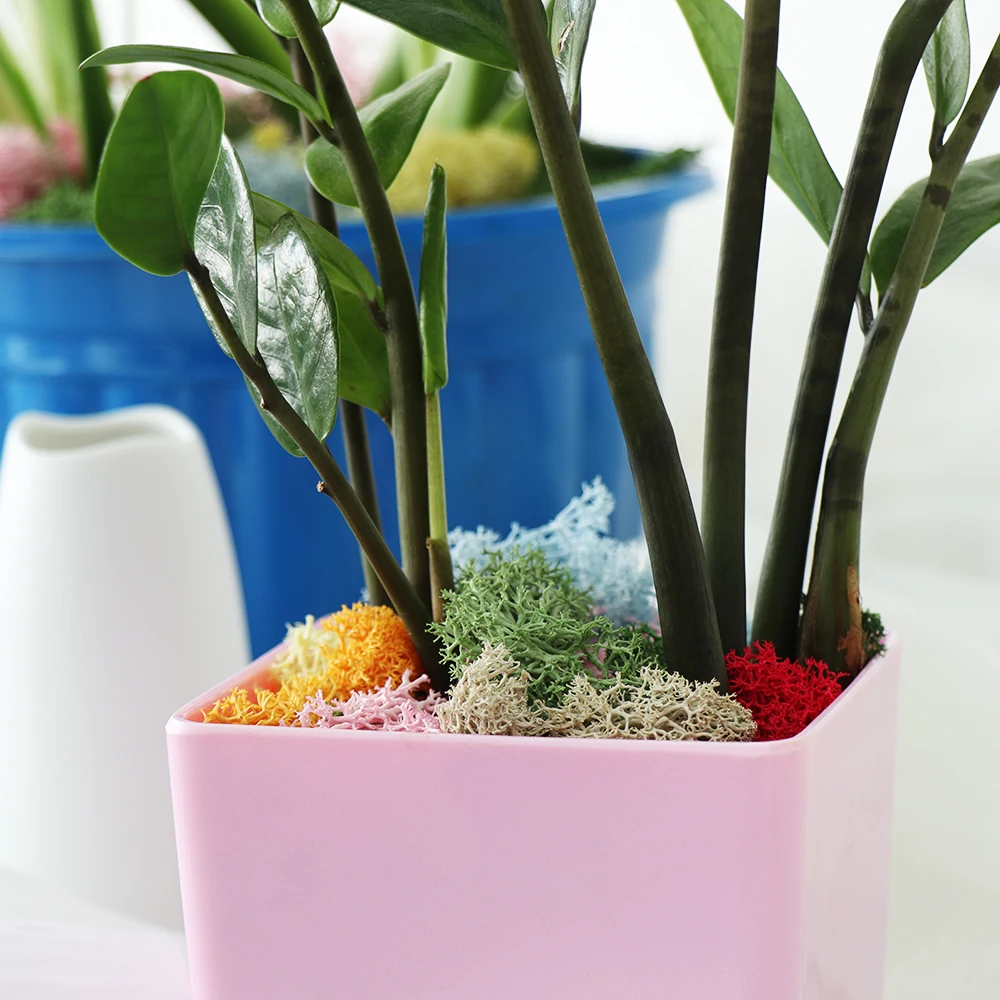 Микро пейзаж натуральный Норский олень мох сохраненный сушеный цветок ремесла