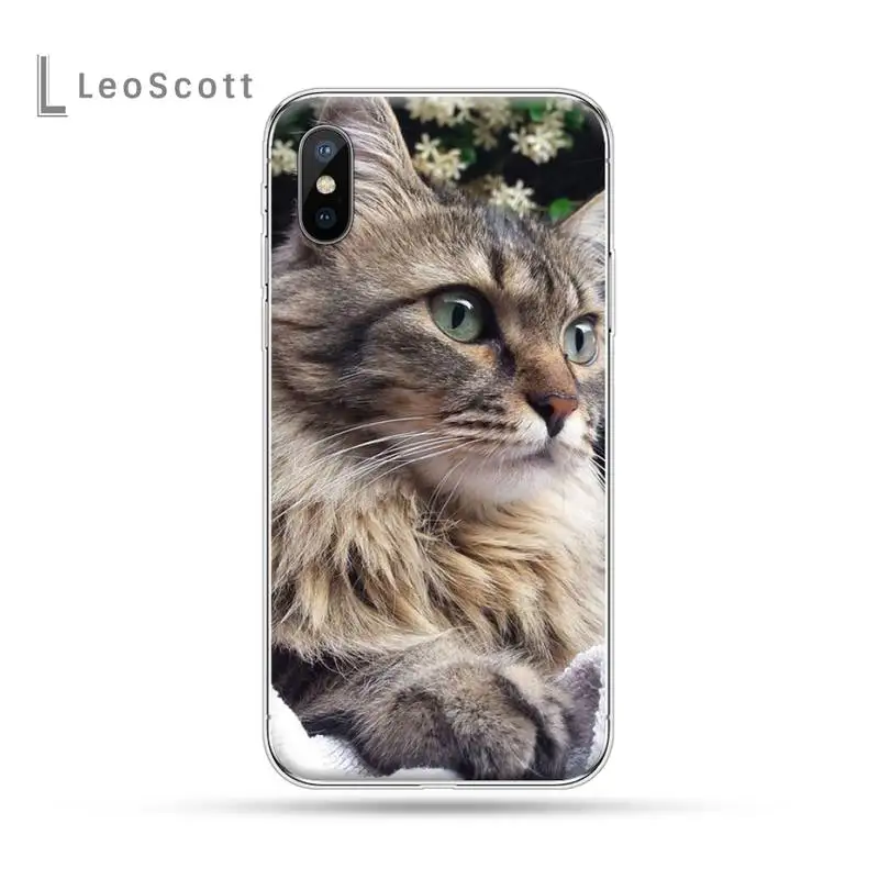 

pet maine coon cat Phone Cases For iphone 12 5 5s 5c se 6 6s 7 8 plus x xs xr 11 pro max
