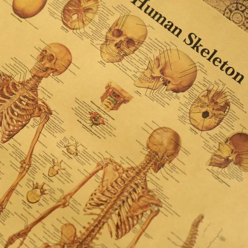 Настенный постер из крафт-бумаги с изображением человеческого тела товары для