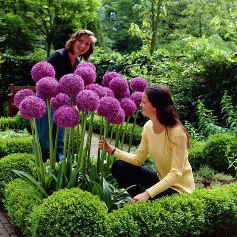 100 шт./упак. Seedsplants Giant Allium Giganteum красивый цветок-бонсай садовое растение в уровень почкования 95% редкий цветок для малыша