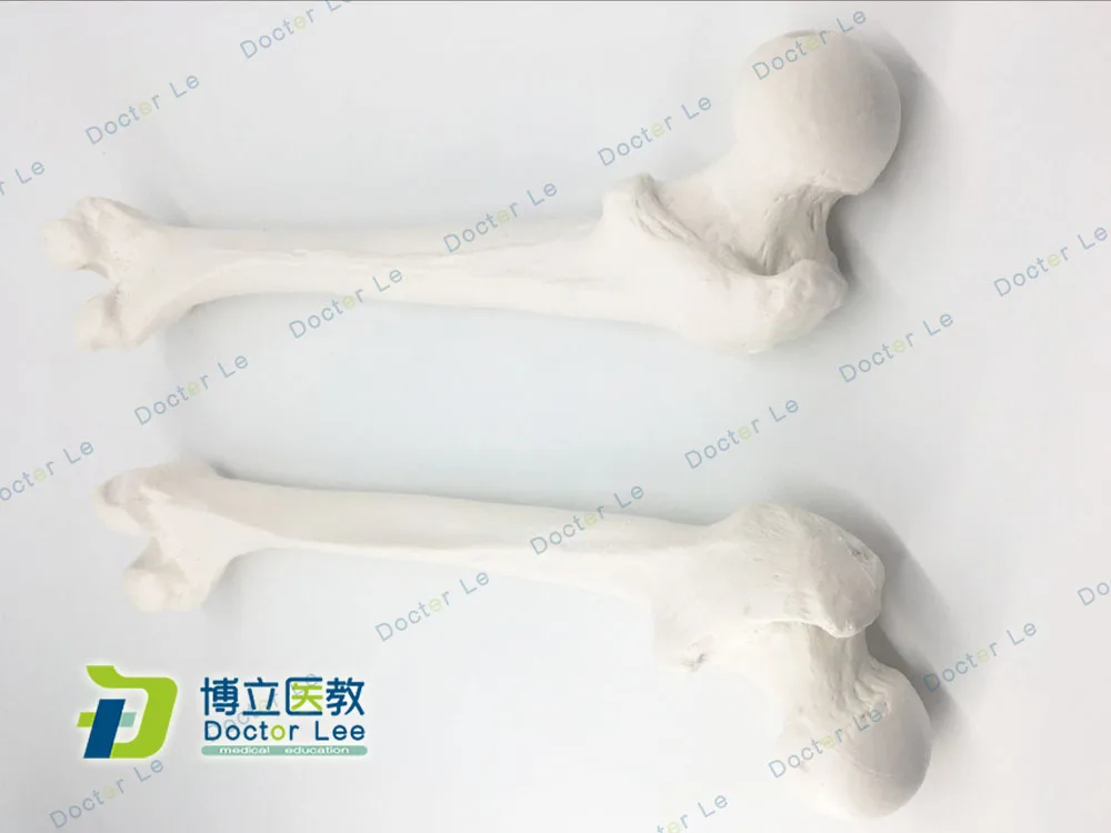 Жизнь Размеры реалистический поверхностный скелет человека модель бедренной