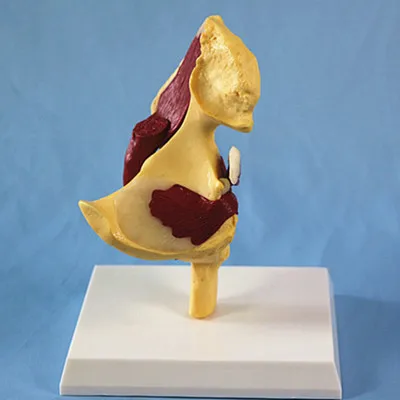Human Hip Joint Model with Muscles For Teaching Type Skeleton | Канцтовары для офиса и дома