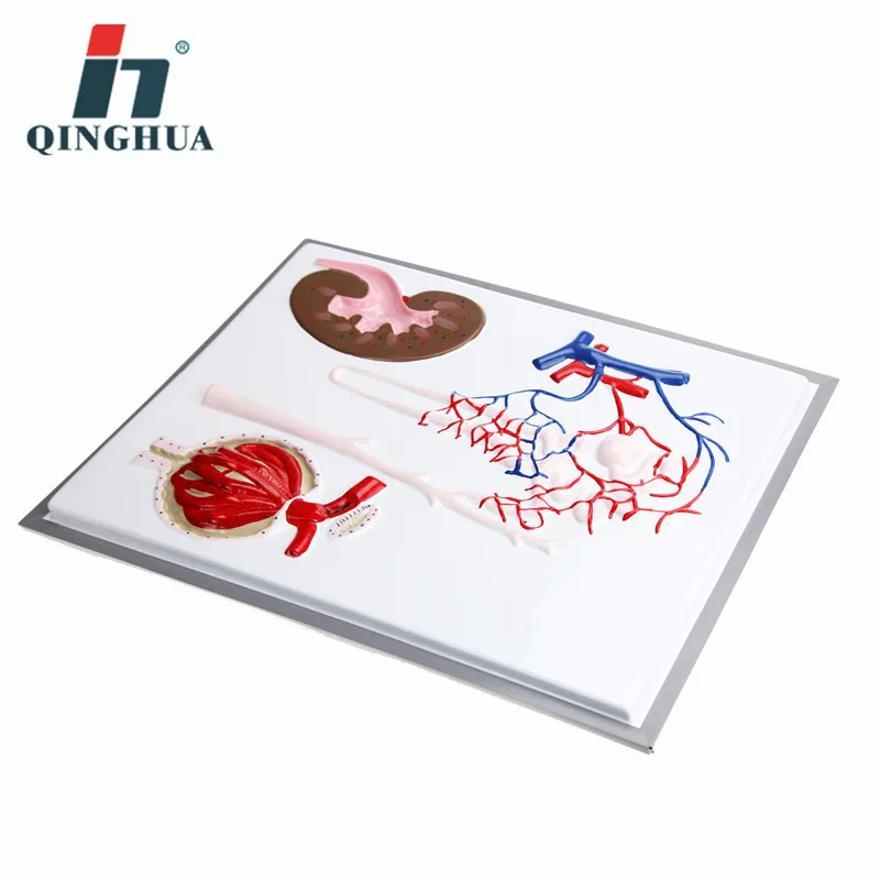 Nephron Renal Corpuscle масштабная модель человека Реалистичная почечная анатомическая