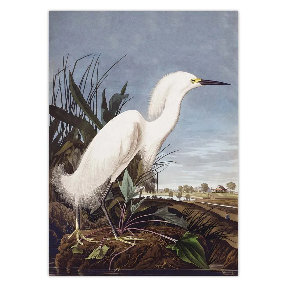 Винтаж птица холст печати Audubon плакаты с птицами Розовый фламинго Сова Pelican