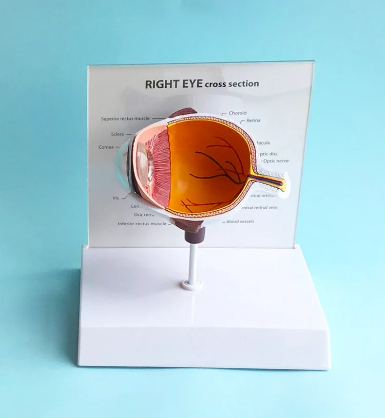 

Quality PVC Human Eye Structure Hemisphere Model Human Eye Anatomy Anatomical Eye Model with English Instructions 18X15X18CM