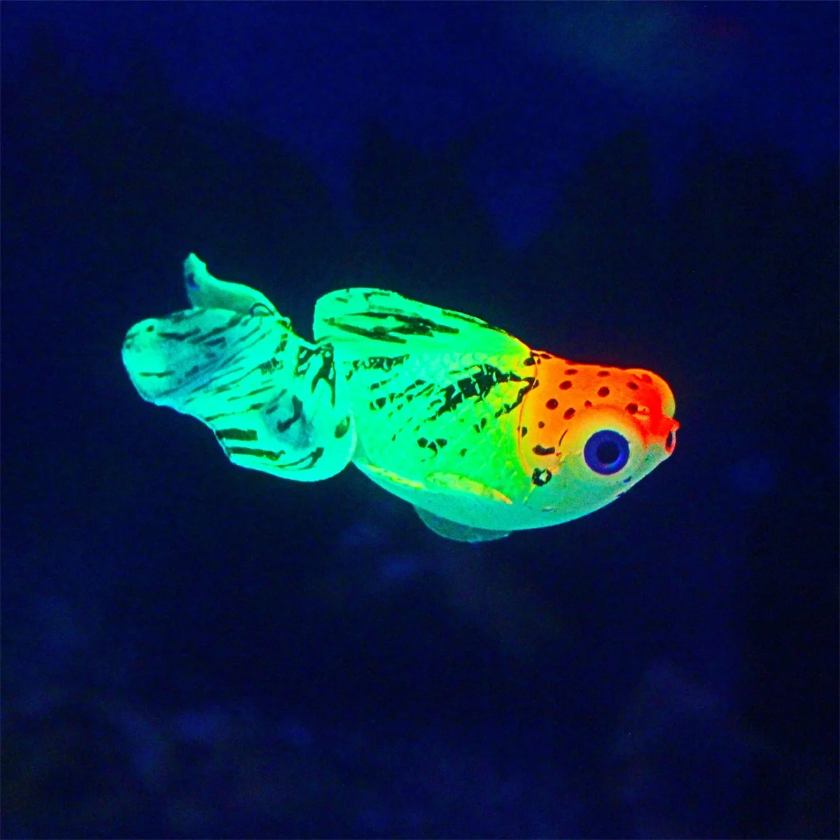 Glow In The Dark Artificial Aquarium Fishes Realistic Moving Floating Colorful Goldfish Fake Fish Ornament for Aquarium Tank images - 6