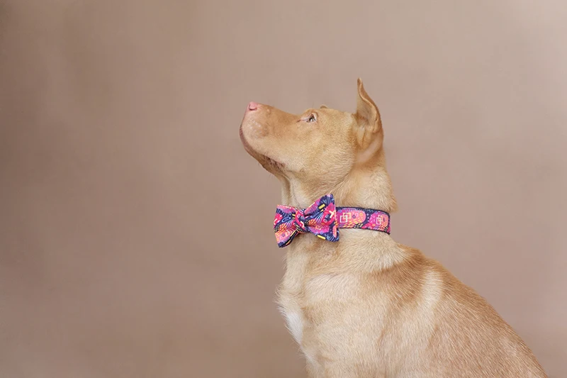 MUTTCO, анти-потеря, розничная, самодизайнерский ошейник для собак, глубокий граффити, ручная работа, выгравированный ошейник для собак и поводок UDC062