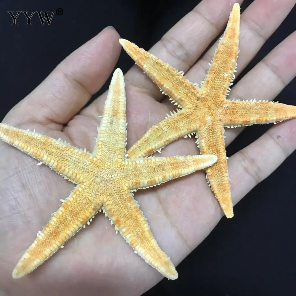 30 шт./пакет море в виде ракушек, морских звезд Желтый Schelpen Coquillage раковины для украшения дома Вавилон мореходный морской домашний декор