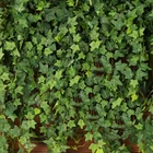 украшения искусственные растения 72 искусственных виноградных растений декор для домашнего свадебного декора, подписка на плющ, Рождество, сделай сам, декор для стен комнаты, садовый лист искусственные цветы