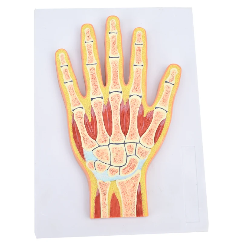 

Hand joint profile model human hand anatomy practice medical plate specimen